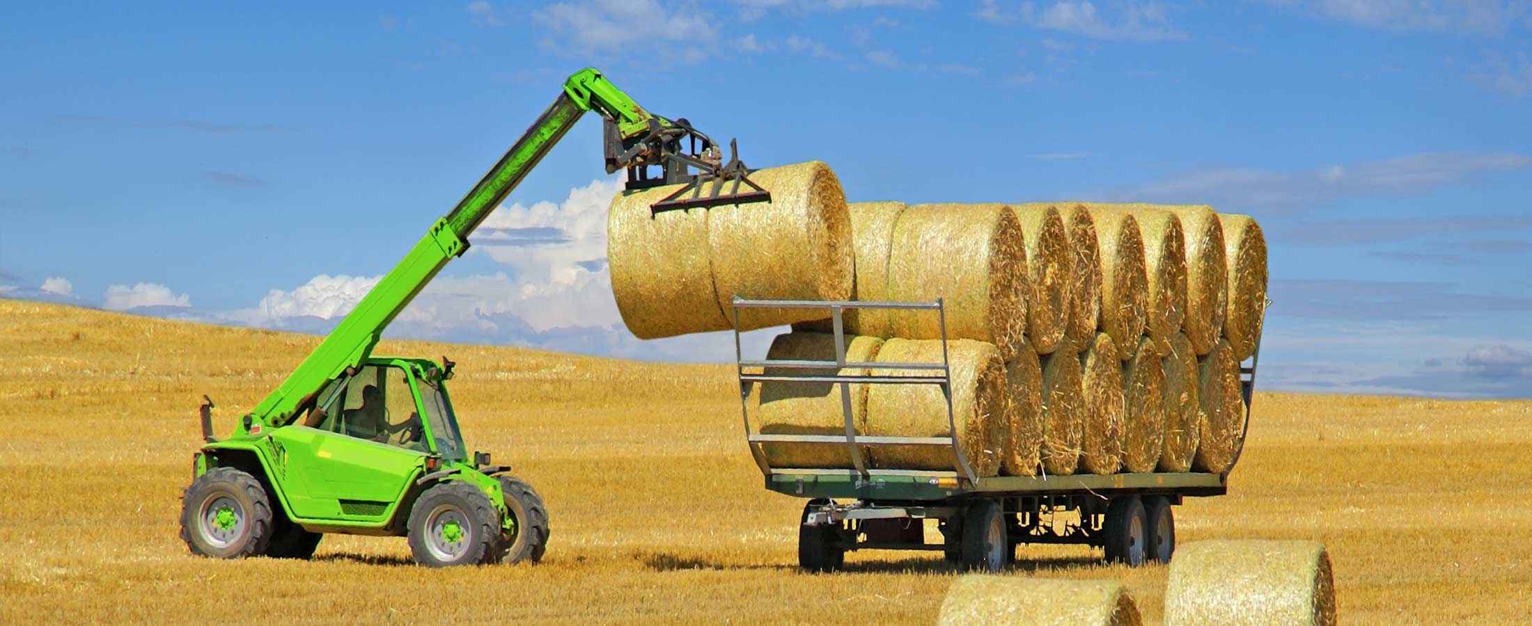 تولید گندم کانادا و استرالیا در سال جاری