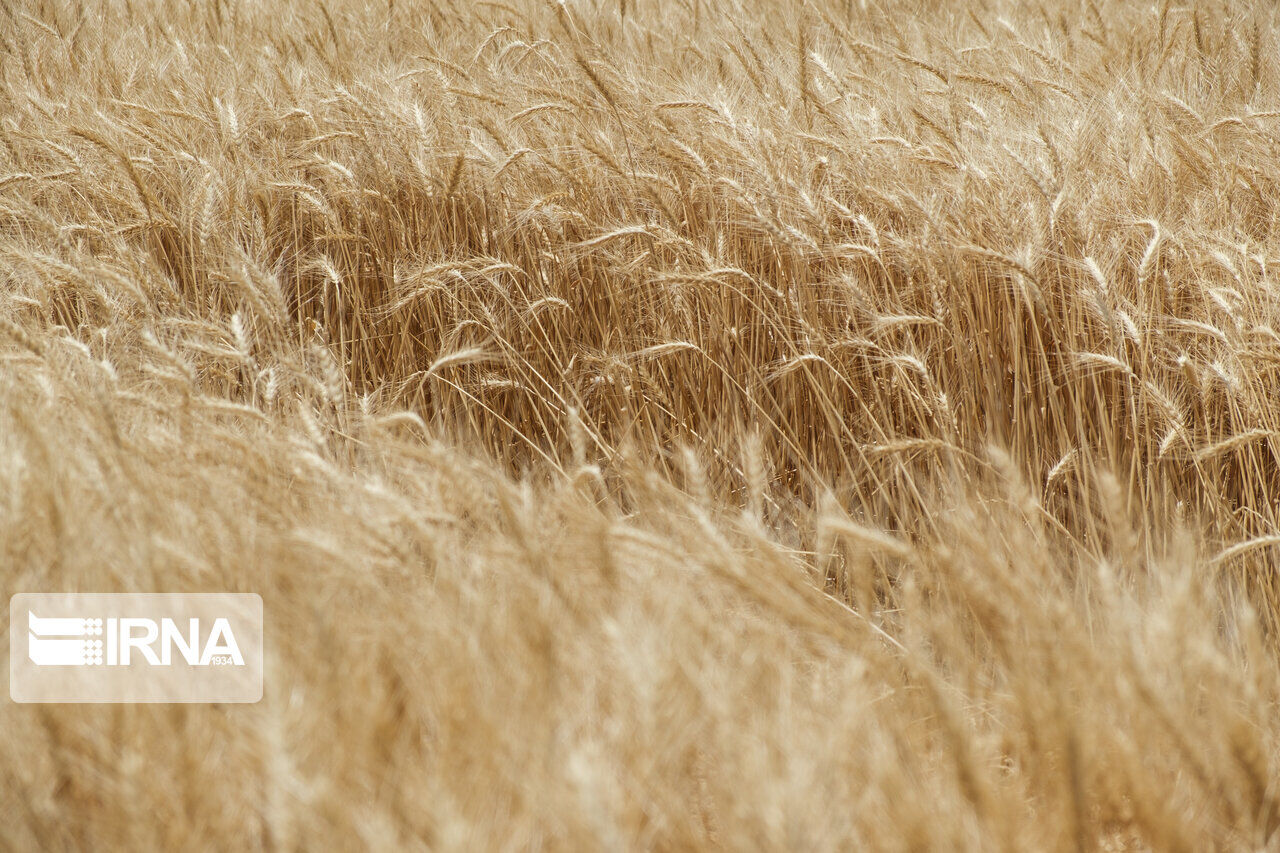 ایلام سالیانه بیش از دو برابر نیاز مصرفی خود گندم تولید می کند / به جای گندم آرد از استان خارج شود