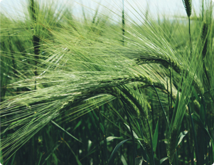 همایش سالانه کاربران توربین گازی (با تمرکز کلاس F) برگزار می‌شود