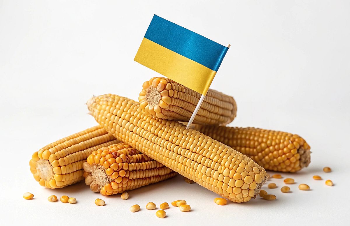 ذرت اوکراینی از خواب زمستانی بیدار شد