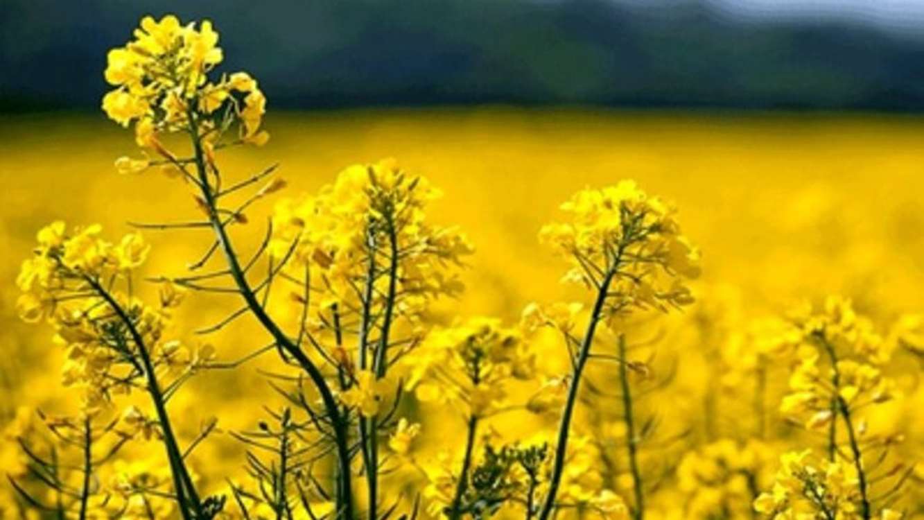 کشت دانه های روغنی کلزا در 3000 هکتار از اراضی کشاورزی آذربایجان شرقی