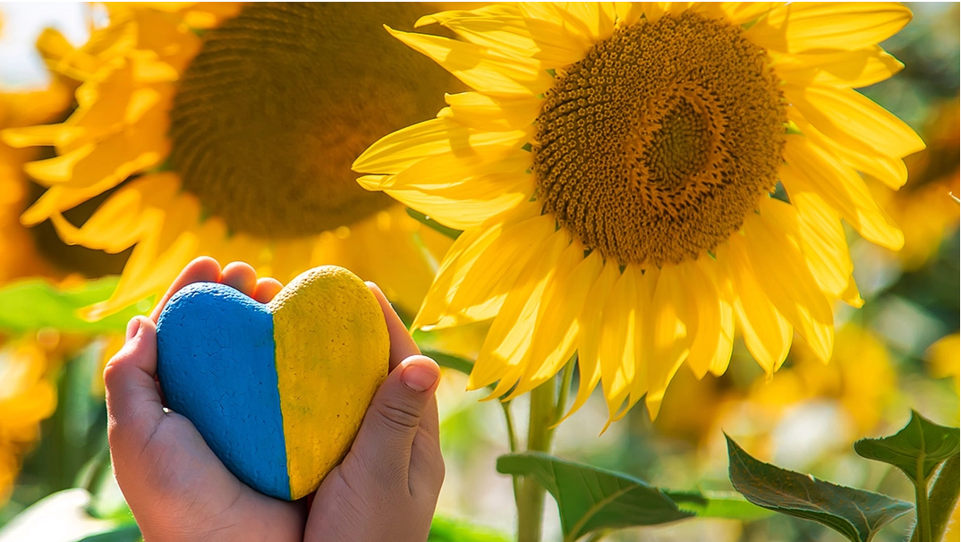 ادامه کاهش قیمت آفتابگردان در اوکراین