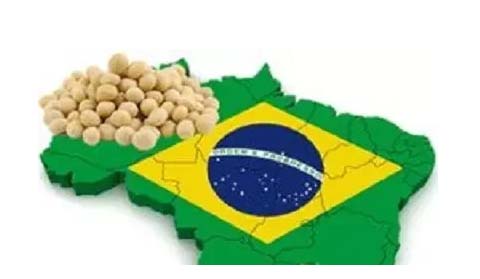 افزایش صادرات سویای برزیل در فوریه