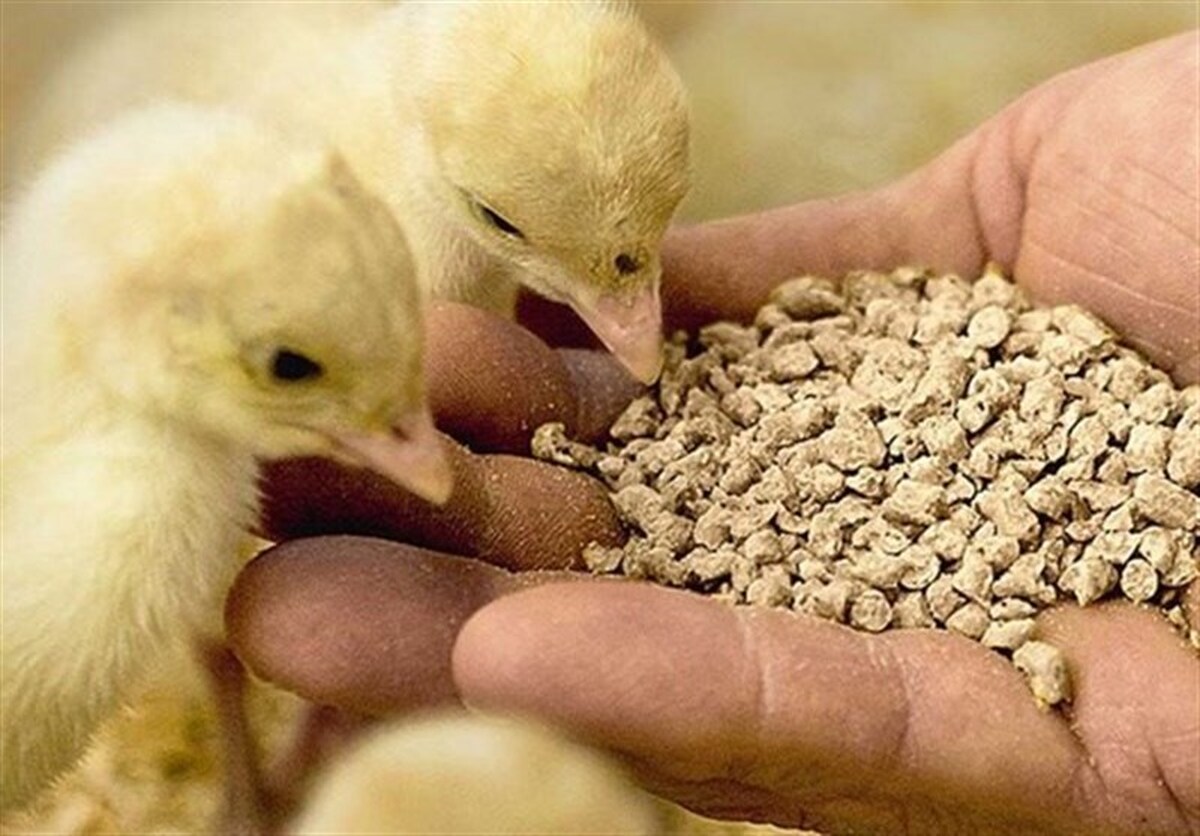 عدم تحویل ۷۰ همت نهاده خریداری شده مرغداران قبل از آزادسازی ارز