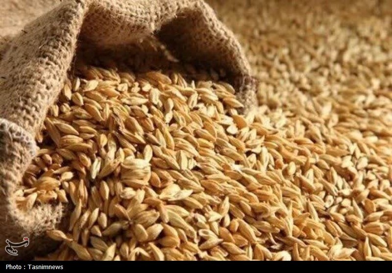 تداوم خرید تضمینی گندم در سیلوهای دولتی خراسان رضوی تا پایان مهر