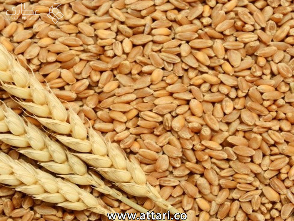 توزیع بیش از ۵۶۰۰ تن بذر گندم در کهگیلویه و بویراحمد
