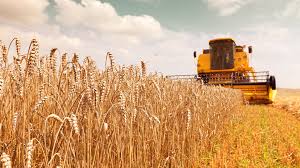  تصمیم مهم دولت درباره قیمت و خرید تضمینی گندم