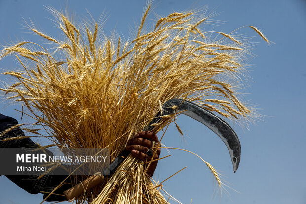 امروز قیمت گندم در کمیسیون تخصصی بررسی می‌شود
