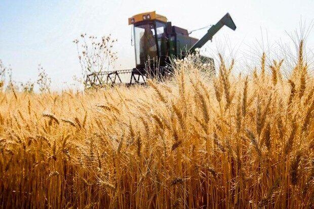 استان همدان برای شروع خرید تضمینی گندم آماده است