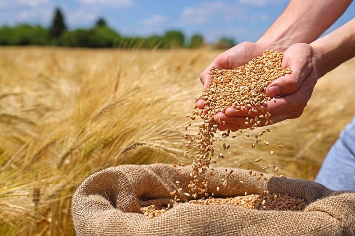 همزمانی شروع خرید گندم و آغاز به کار سیلوی جدید دولتی، نویدبخش سالی پُربرکت برای استان گلستان است