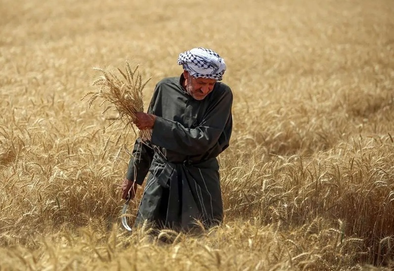 ۱۱ هزار میلیارد تومان به حساب گندمکاران واریز شد