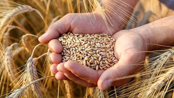 پیش‌بینی خرید تضمینی ۵۰۰ هزار تن گندم از کشاورزان آذربایجان‌شرقی