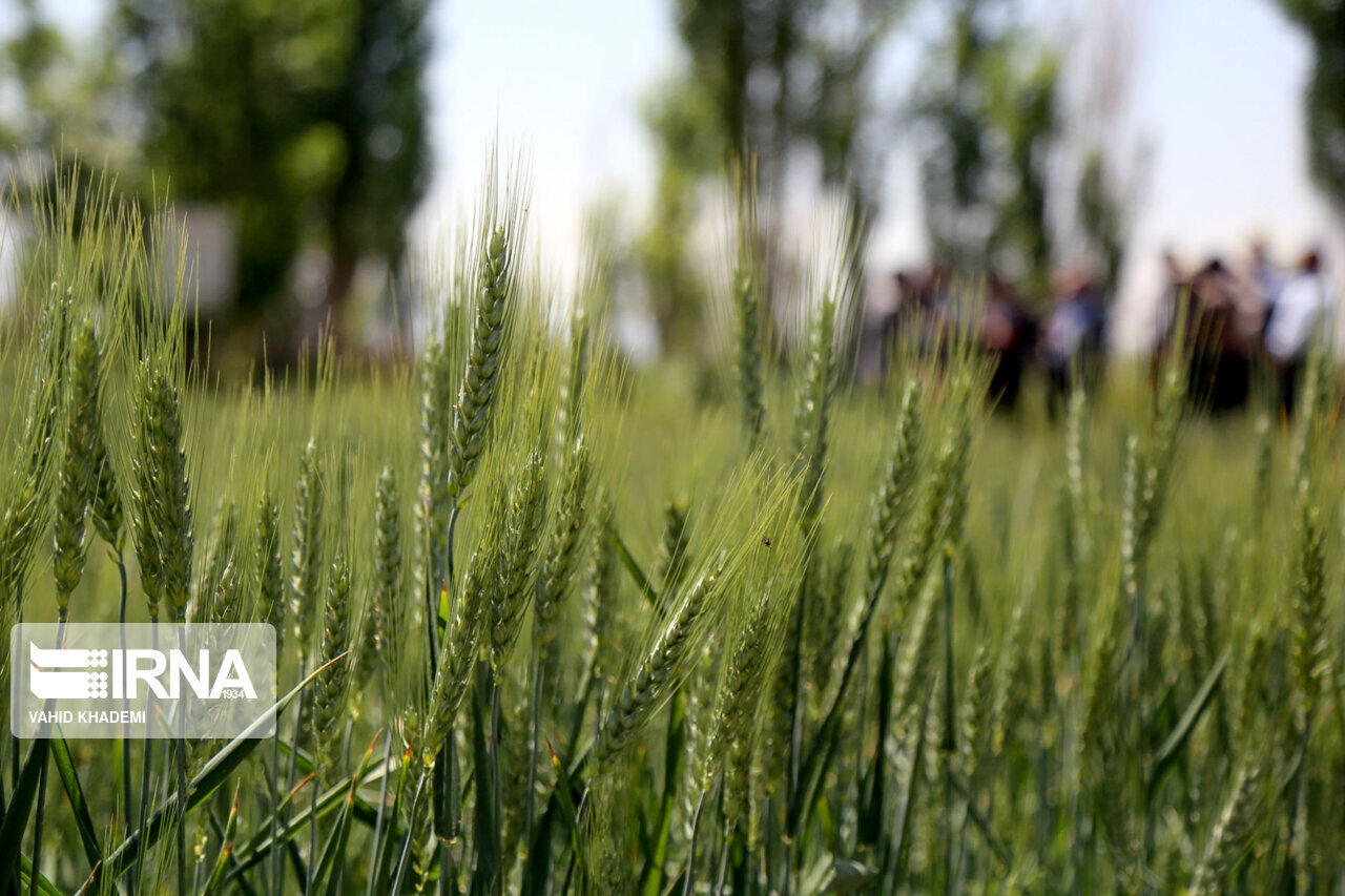 قیمت‌ خرید تضمینی گندم هنوز نهایی نشده است