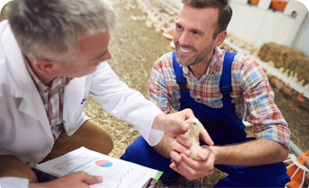 بحران کمبود گندم و غله به عراق رسید