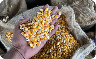 سهم ۶۰ درصدی شرکت‌های آمریکایی در صادرات غلات برزیل